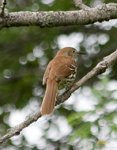 Brown Thrasher 3391